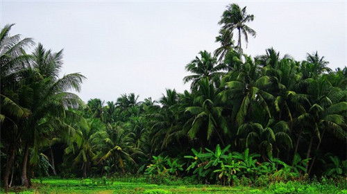 男孩取名袁井什么意思（袁名字大全男孩名字）